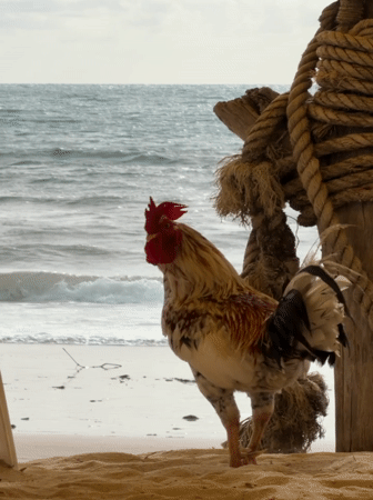 Chicken family spotted roaming beach in Choeng Thale, Thailand