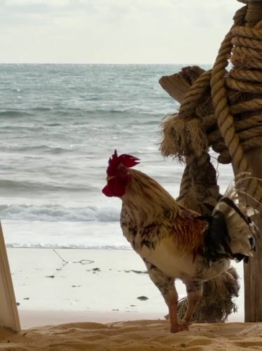Chicken family spotted roaming beach in Choeng Thale, Thailand