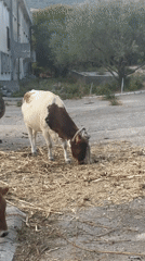 Cows grazing outside a derelict building in rural Montenegro