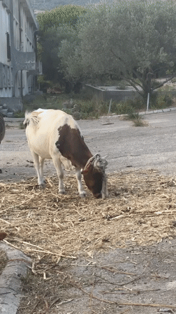 Cows grazing outside a derelict building in rural Montenegro
