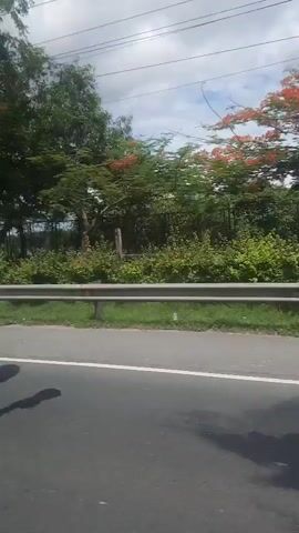 The video shows a view from a moving vehicle, likely a car, looking out the side window. The vehicle is traveling on a paved road, indicated by the presence of white lane markings. A metal guardrail runs along the side of the road, separating it from a grassy area and vegetation. Beyond the guardrail, there are several trees with green foliage and some trees with vibrant orange flowers. The background consists of more greenery, a fence, and a cloudy sky. Power lines are also visible overhead. The scene appears to be a roadside view during the daytime.