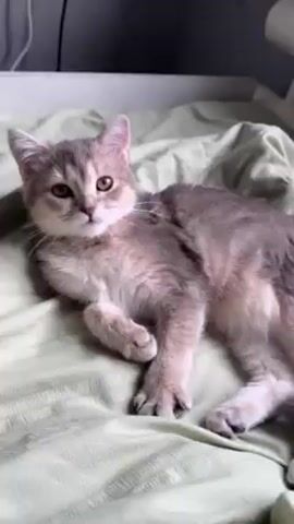 A light gray, short-haired kitten with amber eyes is lying on a green, lightly textured blanket on what appears to be a bed or similar surface. The kitten initially stares at the camera with its tongue slightly protruding. It then closes its eyes and begins to groom itself, licking its side. The background includes a portion of a white headboard or wall and some partially visible cords.