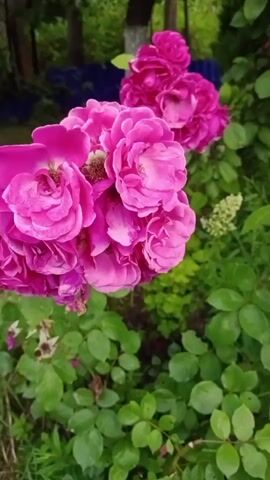 A close-up shot focuses on a cluster of vibrant pink roses in full bloom, with some smaller buds and wilting petals visible. The roses are lush and abundant, with many layers of delicate petals. Behind the roses, green foliage creates a soft, natural backdrop. The lighting suggests an outdoor setting, likely in a garden, with dappled sunlight illuminating the flowers. The depth of field is shallow, blurring the background and drawing the viewer's attention to the intricate details of the rose blossoms. The overall impression is one of natural beauty and the delicate essence of a blooming rose bush.