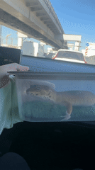 Morning commute through Moscow captures Kremlin views and gecko