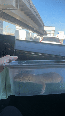 Morning commute through Moscow captures Kremlin views and gecko