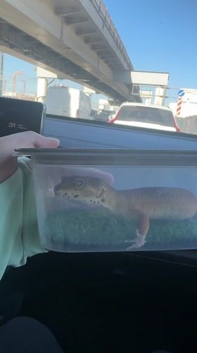 Morning commute through Moscow captures Kremlin views and gecko