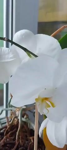 A close-up video shows a white orchid flower with yellow accents in its center. The flower is in focus, and the background is blurred, suggesting shallow depth of field. The video pans slightly, revealing more of the orchid's petals and stem, along with some of its aerial roots. The lighting is soft, possibly natural light coming from a window, casting gentle shadows. The overall impression is of a delicate and beautiful bloom.