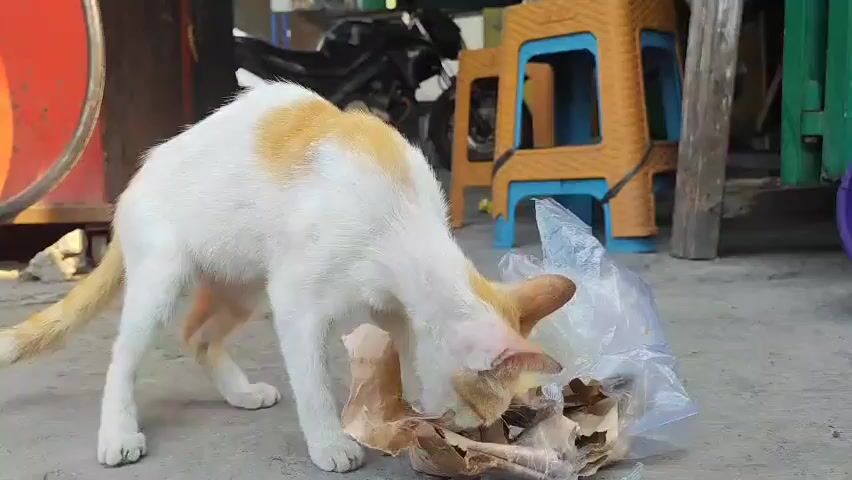 A thin, short-haired cat with white and tan markings is foraging in a plastic bag filled with discarded paper and other debris on a concrete surface. The cat is hunched over the bag, with its head deep inside, actively searching for food. In the background, there are several objects, including a motorcycle, a bright orange plastic chair with blue trim, and green and brown wooden structures, suggesting an outdoor, possibly urban or market setting. The lighting indicates it is daytime.