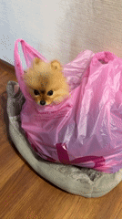 Pomeranian dog sits in pink shopping bag inside bed