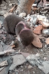 Otter on a leash and roadside riding in rural Java