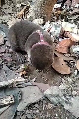 A small otter with dark brown fur and a pink harness around its neck is walking on the ground. The ground is covered with dry leaves, dirt, and some pieces of wood. The otter is sniffing the ground and appears to be exploring its surroundings. The video is shot from a high angle, looking down at the otter. The lighting is natural and appears to be daytime.