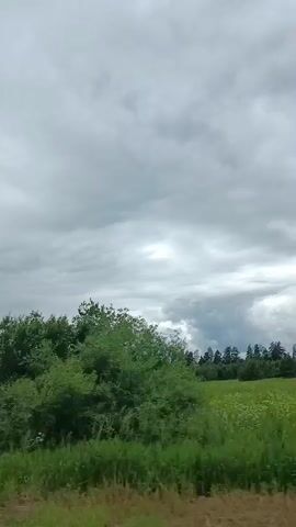 A video shot from a moving vehicle shows a side view of a rural landscape with trees and a cloudy sky. The trees are mostly green and appear to be deciduous, with some coniferous trees also visible. The ground is covered in green grass. The sky is overcast with grey clouds. The video pans from left to right, showing different sections of the landscape. There are no people or man-made objects visible in the video. The overall impression is of a natural, undeveloped environment.
