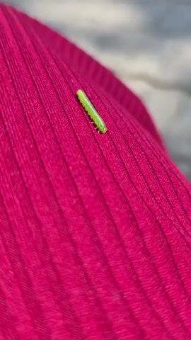 A close-up shot focuses on a small, bright green caterpillar inching its way across a ribbed, magenta-colored fabric. The caterpillar's body is segmented and appears to be moving left to right across the frame. The fabric has a distinct texture of vertical ridges. The background is out of focus and appears to be a light, neutral color, possibly white or beige, with a slightly textured surface. The lighting is bright, highlighting the vibrant colors of the caterpillar and the fabric. The camera is positioned directly above and slightly to the side of the caterpillar, providing a clear view of its movement.