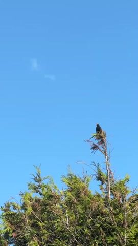 A low-angle shot of a black bird perched on the very top of a tall, thin tree. The bird is silhouetted against a bright blue sky with a small, wispy cloud visible in the upper left corner. The top portion of the tree is bare and twiggy, while the lower branches are covered in dense green foliage. The bird remains stationary throughout the short clip.