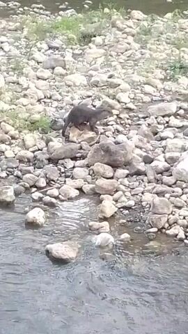 The video shows an otter on a rocky riverbank. The otter is dark brown and appears to be searching for something amongst the rocks. The river is shallow, with clear water and visible rocks beneath the surface. The riverbank is covered in smooth, grey and white stones, with some green vegetation visible in the background. The lighting suggests it is daytime.