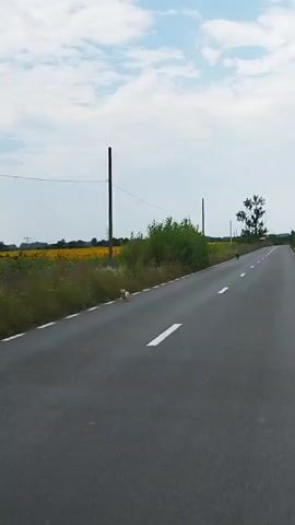 A video captures a view from a moving vehicle. On the right side of the road, a dark-colored animal, possibly a goat, walks along the shoulder. Further ahead, another animal, likely a dog, is seen near the edge of the road. The environment is rural, with a field of yellow flowers, possibly sunflowers, on the left and vegetation along the roadside. Telephone poles are visible along the road.