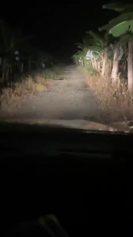 The video depicts a nighttime drive along a narrow dirt road flanked by banana trees on either side. The road is illuminated by the vehicle's headlights, which cast light on the path ahead and the surrounding vegetation. Some of the banana bunches are covered with white bags, and the environment is generally dark, with only the headlights providing visibility.