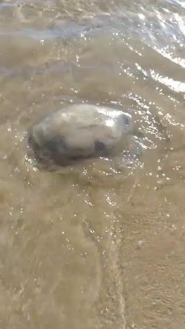 The video shows a large, flat, greyish-white jellyfish washed up on a sandy beach. Small waves gently lap at its edges, while the rest of the beach is dry. The water is slightly murky. The sun is bright, causing reflections on the water’s surface. The camera focuses primarily on the jellyfish.