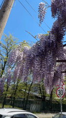 Purple wisteria blooms form canopy in Plovdiv, Bulgaria