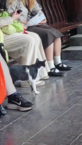 A black and white cat walks across a gray tiled floor. Behind the cat, partially visible, are the legs of two people. One person is wearing a dark skirt and white socks with black shoes. Another person is wearing light-colored pants and black sneakers with white socks. A staircase with wooden railings is visible in the background. The cat walks from left to right in the frame.