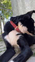 Dogs and puppies getting attention in a Belgian backyard