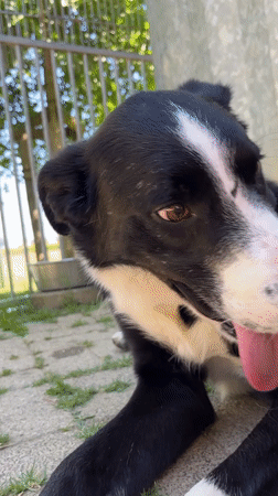 Dogs and puppies getting attention in a Belgian backyard