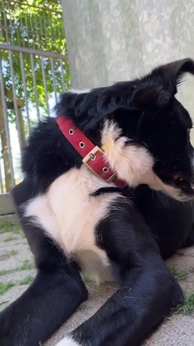 Dogs and puppies getting attention in a Belgian backyard