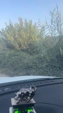 The video opens with a close-up of a dashboard ornament, a metallic bull. The camera then pans right, revealing a view through the windshield. Outside, lush green foliage and trees line a dirt road. The sun is bright, casting a warm glow on the scene. A wall made of mud or adobe bricks is visible in the distance, partially covered by greenery. The sky is a clear blue. The car appears to be moving slowly, as indicated by the slight blurring of the background. The overall impression is of a scenic drive through a rural or natural setting.