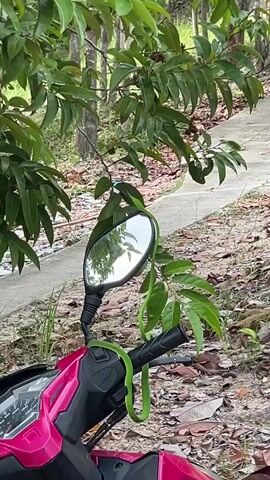 Here is a description of the video:

The video shows a bright green snake draped over the handlebars and side mirror of a pink motorcycle. The motorcycle is parked near a tree with broad, green leaves and a concrete path can be seen in the background. The snake appears calm and motionless. The environment is somewhat overgrown with leaves and small debris on the ground.