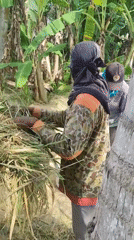 Agricultural workers filmed during daytime farming in Lhokseumawe
