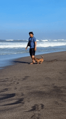 Beach recreation with dogs and kites in Mengwi
