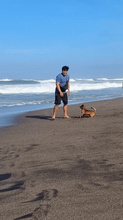Beach recreation with dogs and kites in Mengwi