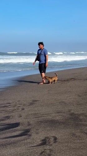 Beach recreation with dogs and kites in Mengwi