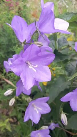 The video shows a close-up of purple bell-shaped flowers, likely campanula, with green leaves and other blurred foliage in the background. The flowers are in various stages of bloom, with some fully open and others still in bud. The lighting suggests it is daytime, possibly outdoors in a garden. There are no people or animals visible in the video.