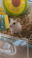 Pet hamster observed in cage over three minutes in Rostov