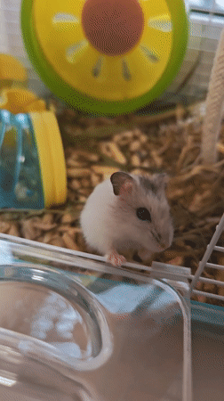 Pet hamster observed in cage over three minutes in Rostov