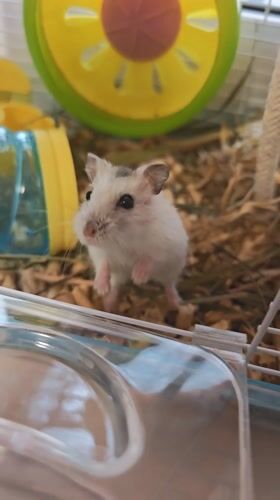 Pet hamster observed in cage over three minutes in Rostov