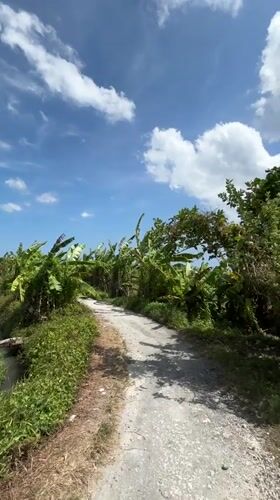 Family ATV rides captured on Kerambitan beaches early morning