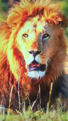 A close-up shot focuses on the face of a male lion with a prominent mane. The lion's mouth is slightly open, revealing its teeth. The animal is surrounded by tall, dry grass, suggesting an outdoor environment, likely a savanna or grassland. The lighting highlights the lion's features, with one side of its face illuminated and the other in shadow. The overall impression is one of power and intensity.