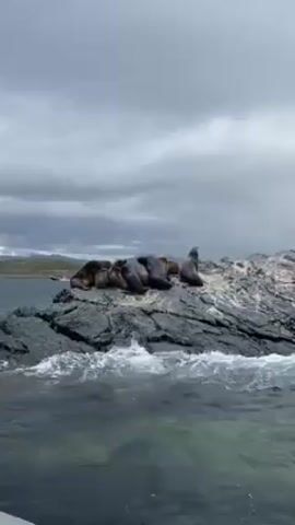 The scene shows a rocky outcropping in the middle of the ocean, crowded with about a dozen sea lions. Most of the animals are lying down, while a few stand alert. The sky is overcast and the sea is choppy. The camera appears to be positioned on a small boat or vessel.