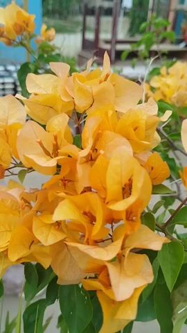 The video shows a close-up of orange bougainvillea flowers. The flowers are in full bloom, with many delicate petals. The background is blurred, but it appears to be an outdoor setting with greenery and possibly some structures. The camera is focused on the flowers, and the image is bright and colorful. There is a person's hand visible in the upper left corner of the frame, holding a flower. The hand is out of focus.