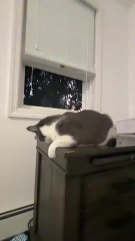 A gray and white cat is lying on top of a dark wooden dresser near a window. The cat is looking down and appears to be resting. The window blinds are partially open, revealing trees outside. The room is simply furnished.