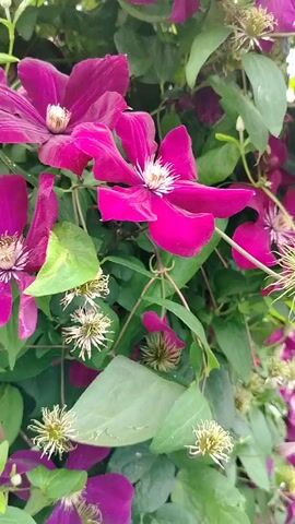 The video pans across a climbing plant with large, dark pink clematis flowers and green leaves. In the background, a rural yard is visible, with a small brick house, a garden with cabbage plants, and some trees. The sky is overcast.