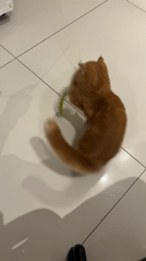Orange cat plays with wand toy in Rio home