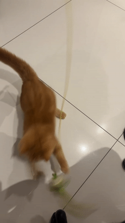 Orange cat plays with wand toy in Rio home