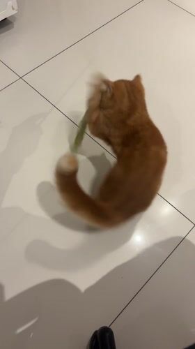 Orange cat plays with wand toy in Rio home