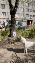 Dog ignores prohibition sign, person exercises on bars in Krasnoyarsk