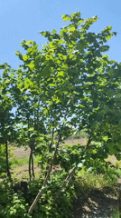 Morning rose garden bloom documented in Nalbandyan, Armenia