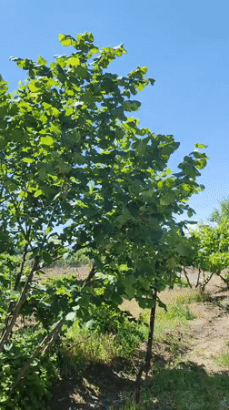 Morning rose garden bloom documented in Nalbandyan, Armenia
