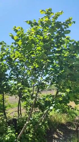 Morning rose garden bloom documented in Nalbandyan, Armenia